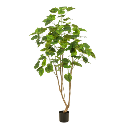 Kunstboom – Ficus Umbellata (Afrikaanse vijg) – 180 cm
