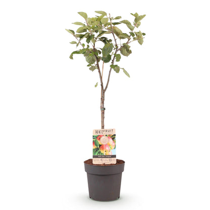 Appelboom – Malus domestica Jonagold – 90 cm