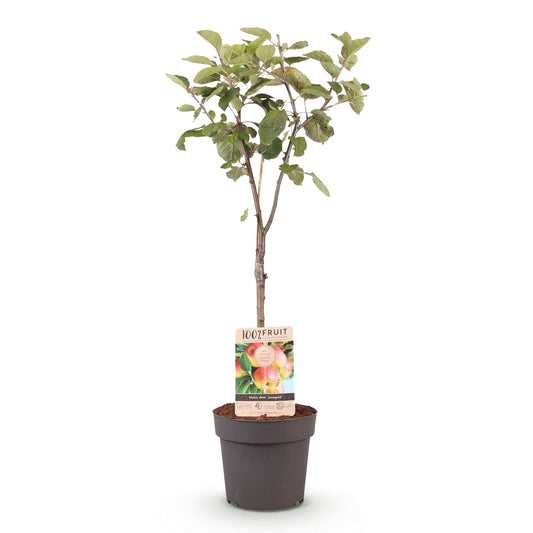 Appelboom – Malus domestica Jonagold – 90 cm