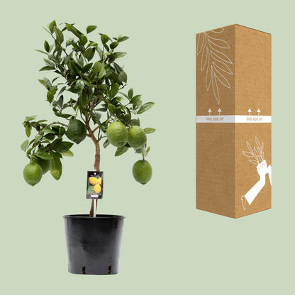 Citroenboom – Citrus lemon – 80 cm