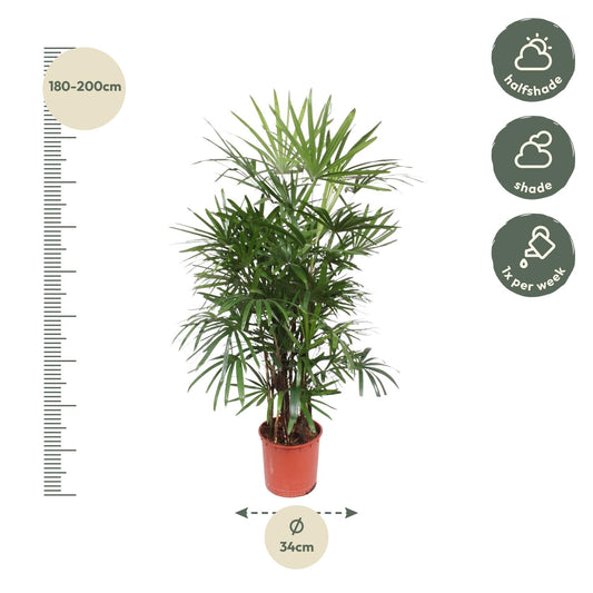 Vingerpalm – Rhapis excelsa – 190 cm