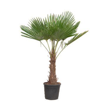 Henneppalm – Trachycarpus fortunei – 180 cm