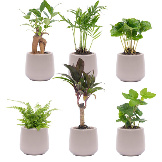 Plantenbox set - Inclusief 6x pot - grijs mat