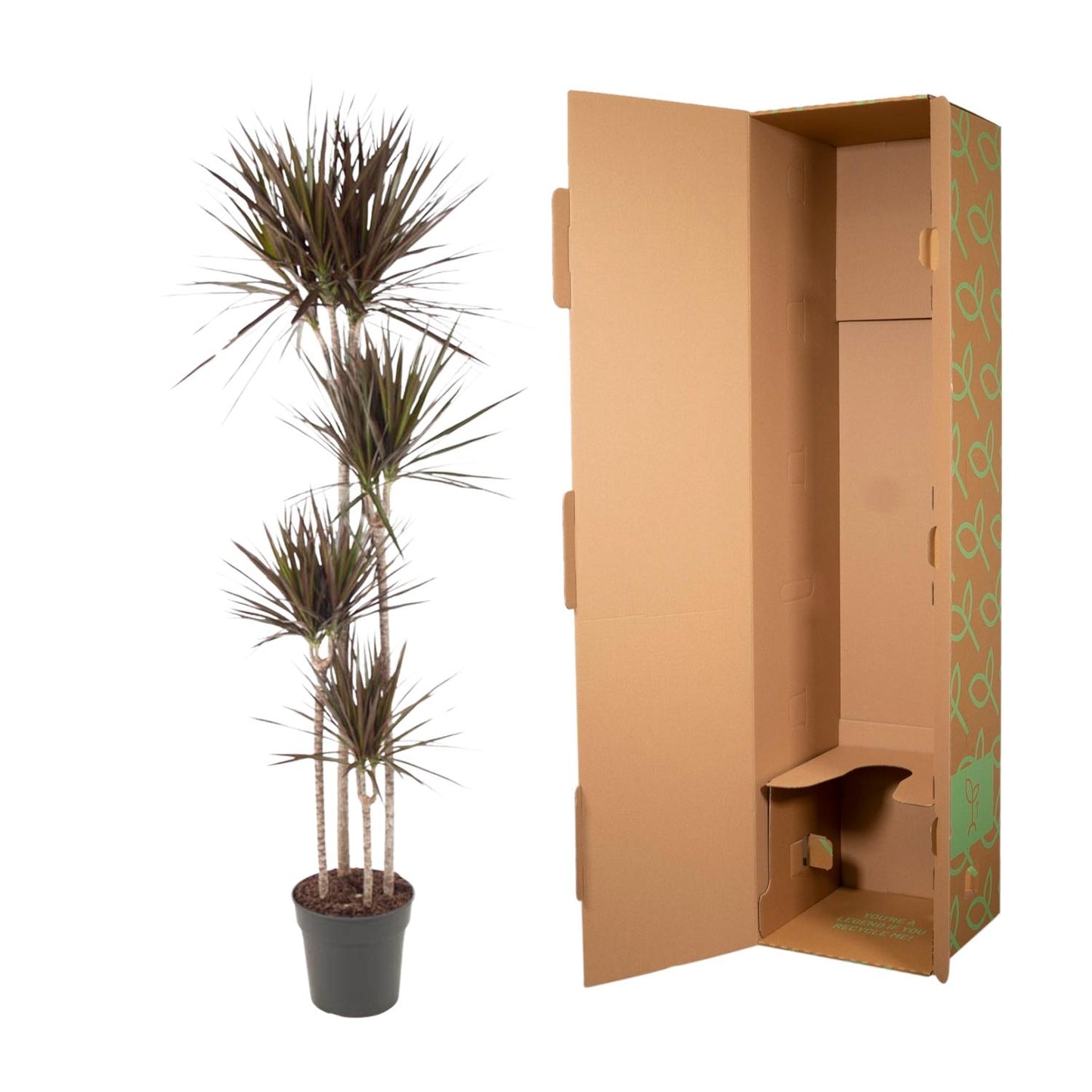 Drakenbloedboom – Dracaena Magenta – 180 cm