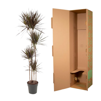 Drakenbloedboom – Dracaena Magenta – 180 cm