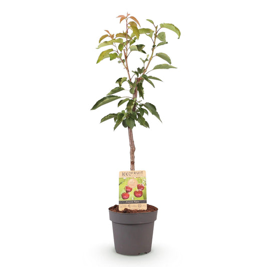 Kersenboom – Prunus avium Regina – 90 cm