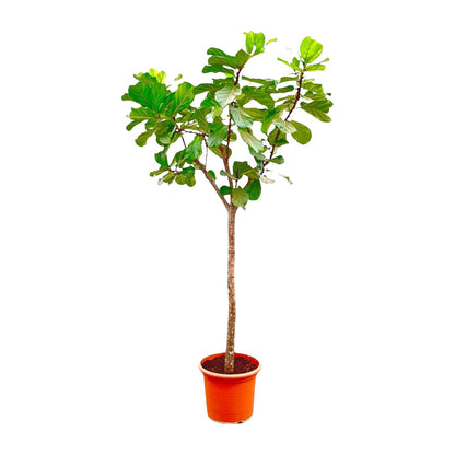 Tabaksplant – Ficus lyrata – 270 cm