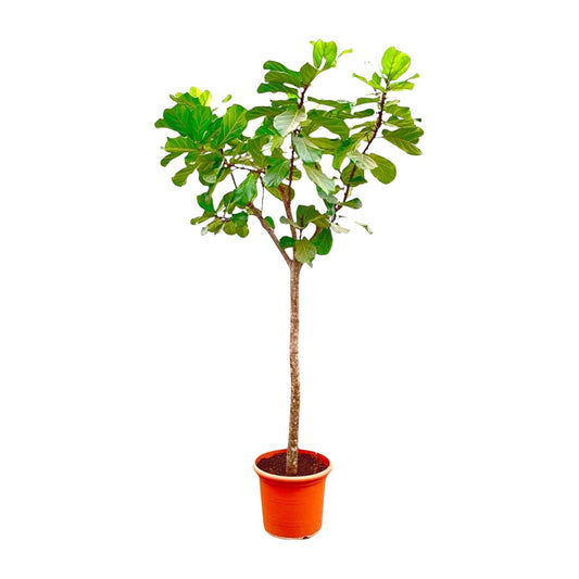 Tabaksplant – Ficus lyrata – 270 cm