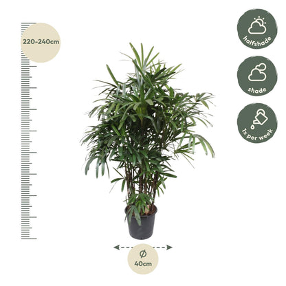 Bamboepalm – Rhapis excelsa – 190 cm