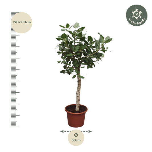 Banyanboom – Ficus benghalensis – 200 cm