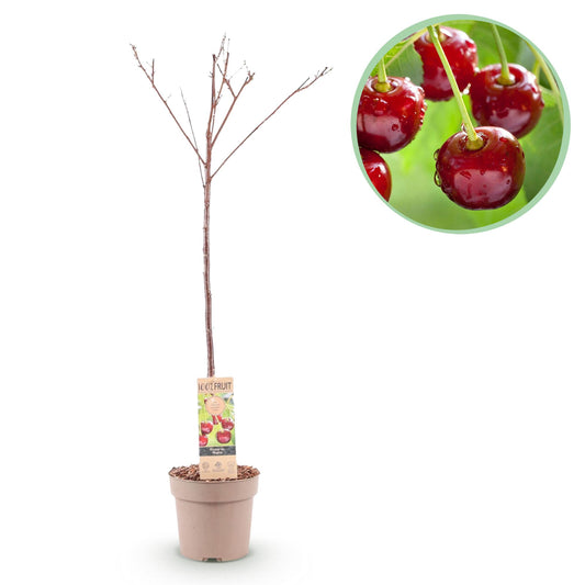 Kersenboom – Prunus avium Regina – 90 cm