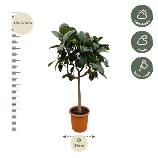 Rubberboom op stam – Ficus Elastica Robusta – 190 cm