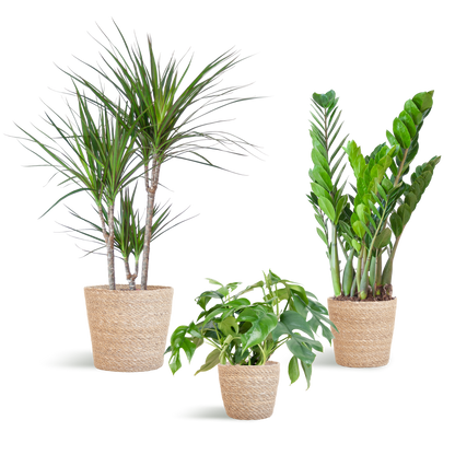 Plantenbox set van 3 - medium - met mand Sofia