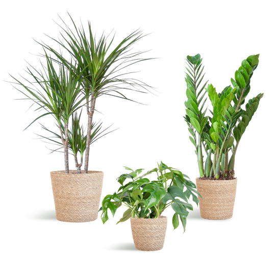Plantenbox set van 3 - medium - met mand Sofia