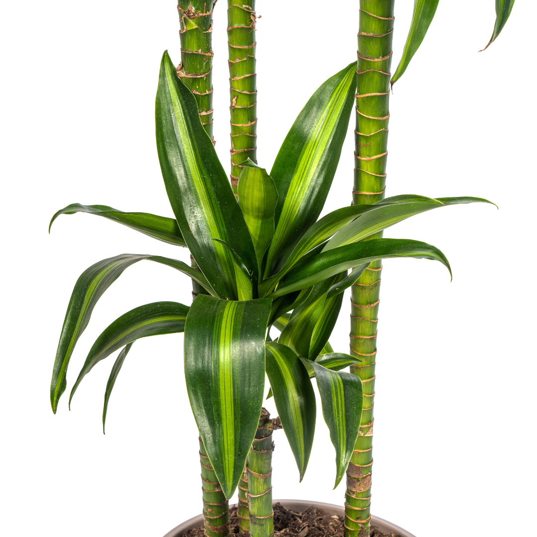 Drakenboom - Dracaena Hawaiian Sunshine - 190cm