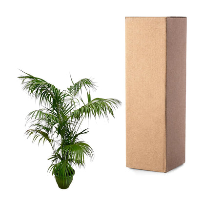 Kentia Palm XXL – Howea Forsteriana – 260 cm