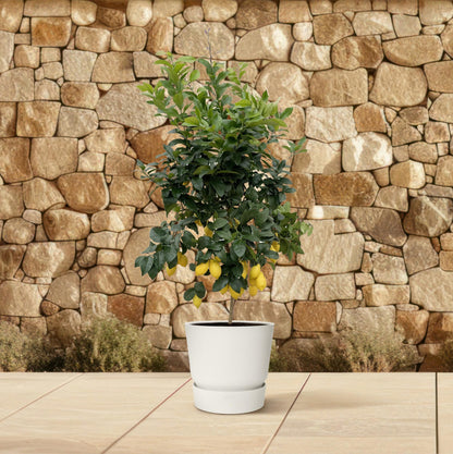 Citroenboom – Citrus lemon – 200 cm