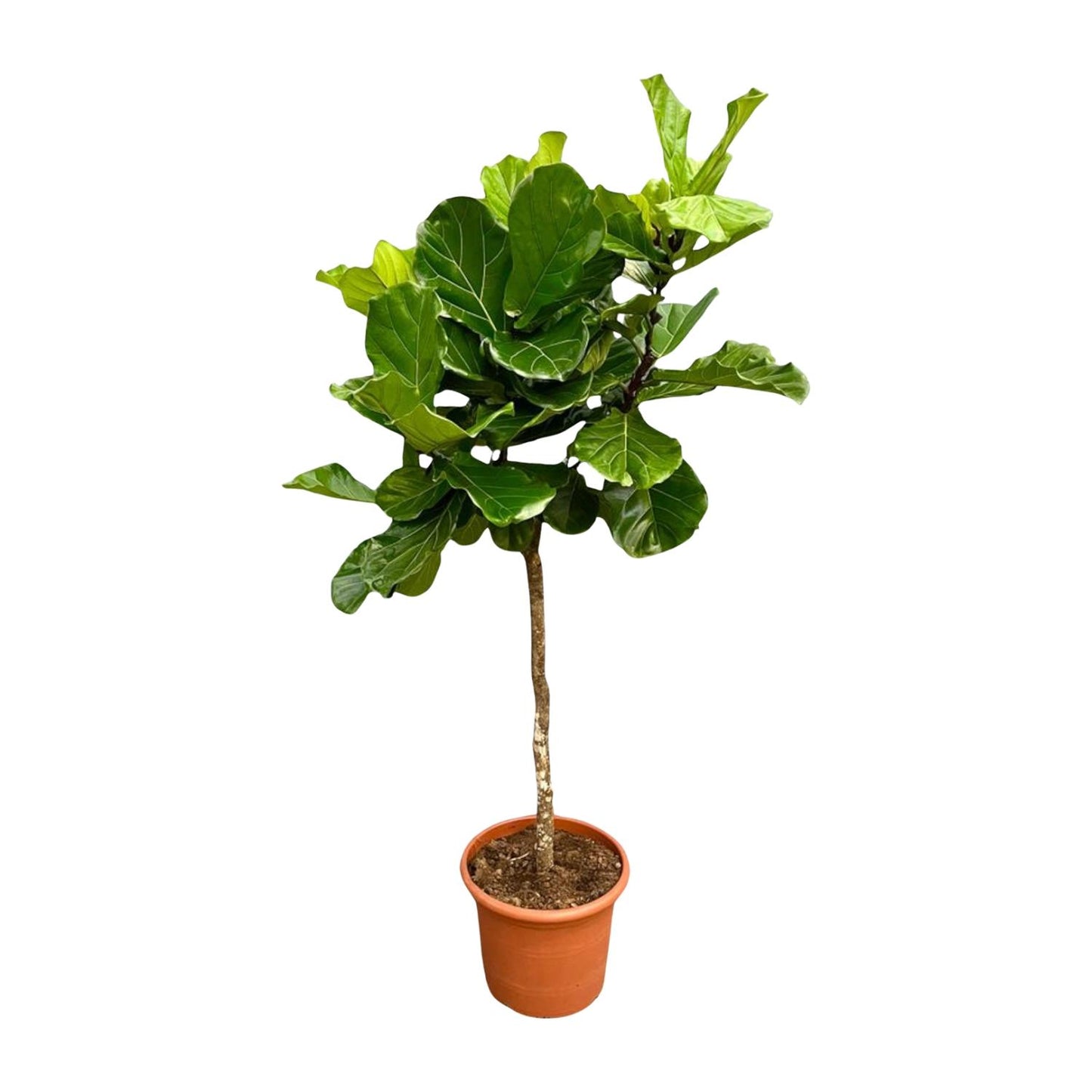 Tabaksplant – Ficus lyrata – 200 cm