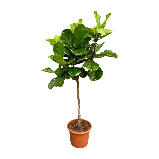 Tabaksplant – Ficus lyrata – 200 cm
