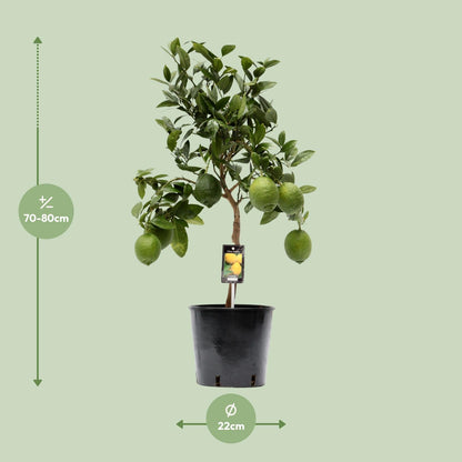 Citroenboom – Citrus lemon – 80 cm