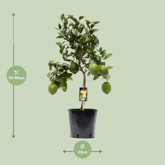 Citroenboom – Citrus lemon – 80 cm