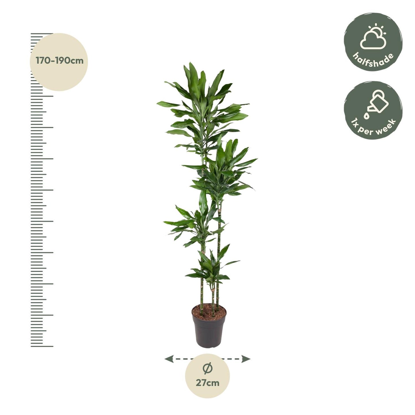 Drakenbloedboom – Dracaena Janet Lind – 180 cm