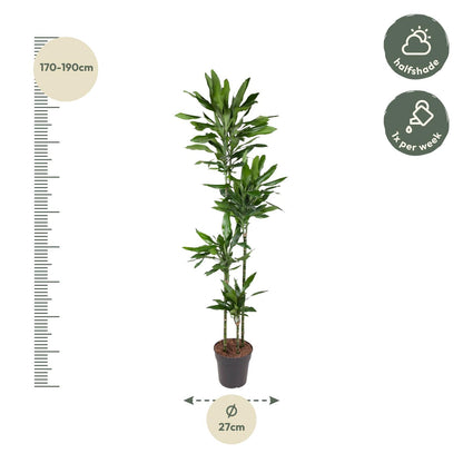 Drakenbloedboom – Dracaena Janet Lind – 180 cm