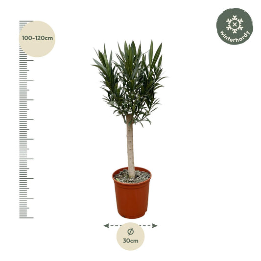 Oleander – Nerium oleander - Rode bloem – 110 cm