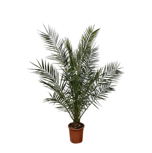 Canarische dadelpalm – Phoenix canariensis – 180 cm