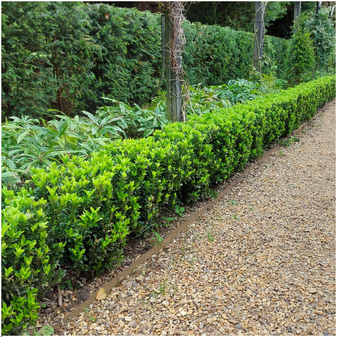 Kardinaalsmuts haag – Euonymus 'Green Spire' – 6 stuks – 15 cm