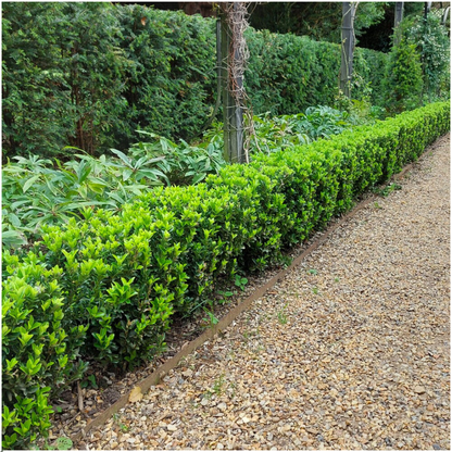 Kardinaalsmuts haag – Euonymus 'Green Spire' – 6 stuks – 15 cm