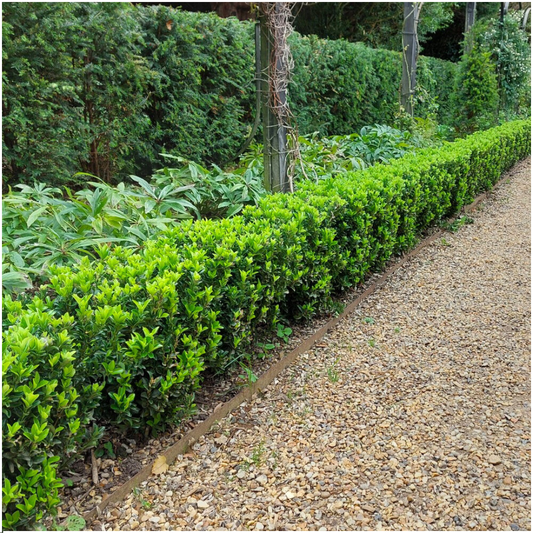 Kardinaalsmuts haag – Euonymus 'Green Spire' – 6 stuks – 15 cm
