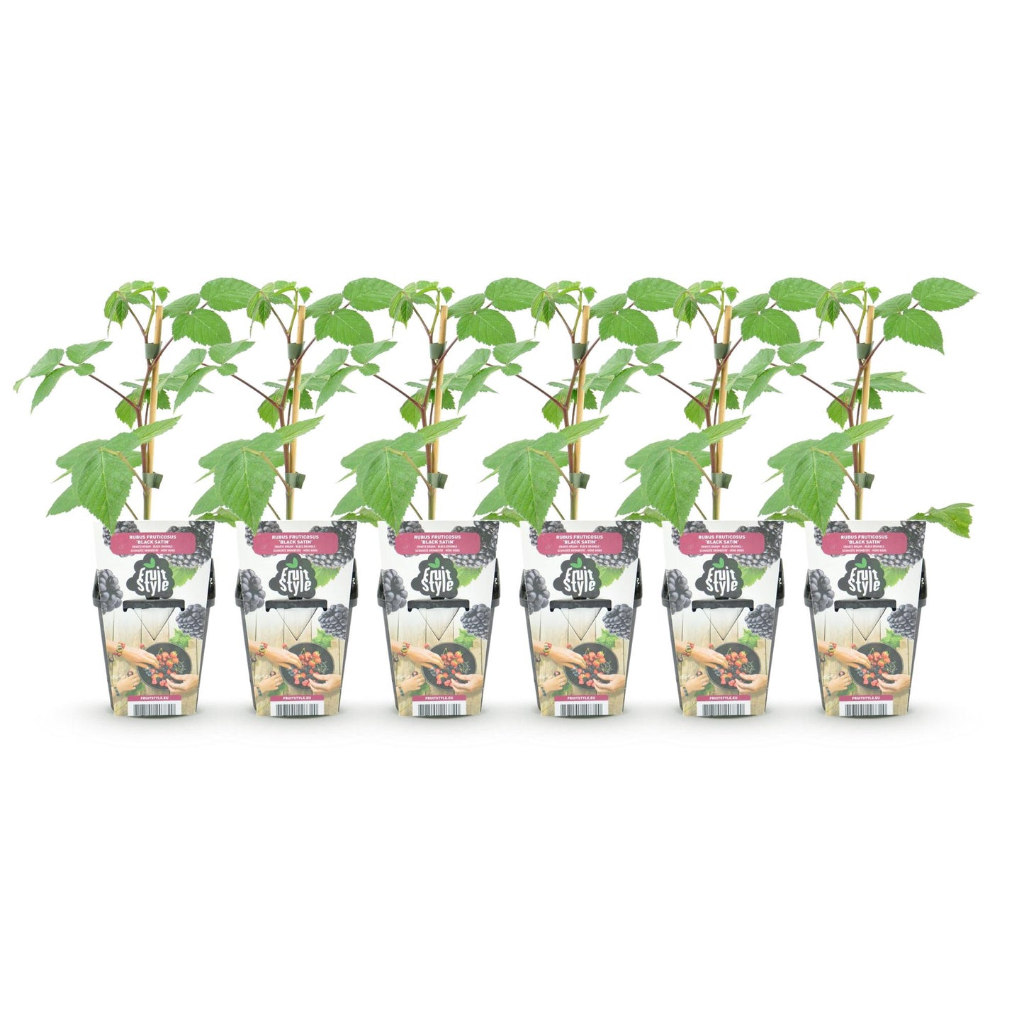 Green boutiQ - Fruitplanten - Braam - Rubus Black Satin - Winterhard - 6 Planten - Pot 9 cm - Zwarte Braam