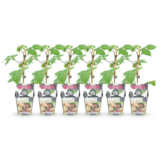 Green boutiQ - Fruitplanten - Braam - Rubus Black Satin - Winterhard - 6 Planten - Pot 9 cm - Zwarte Braam