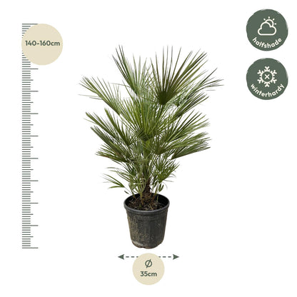 Dwergpalm – Chamaerops humilis – 150 cm