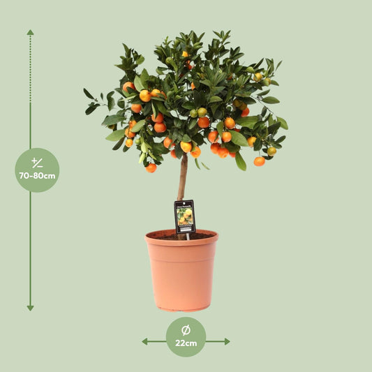 Citroenboom – Citrus calamondin – 80 cm