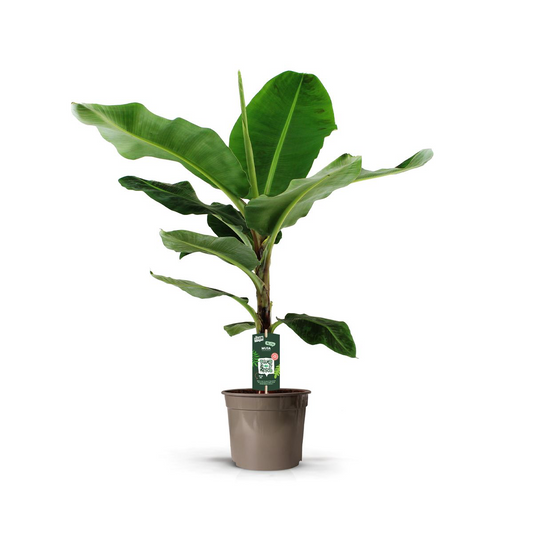 Bananenplant – Musa – 150 cm