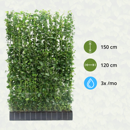 Kant en klaar haag - Klimop - Hedera hibernica -150 cm