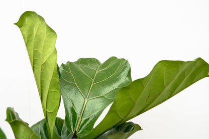 Ficus Lyrata vertakt XL - 200cm - ø32
