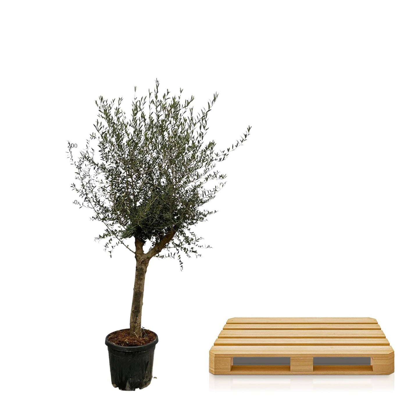 Olijfboom – Olea Lorc – 200 cm