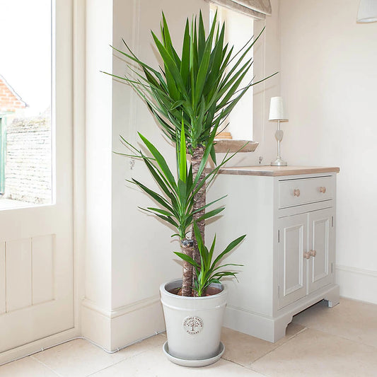 Olifantenpalm – Yucca Elephantipe – 180 cm
